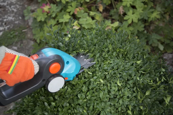 Person schneidet Hecke